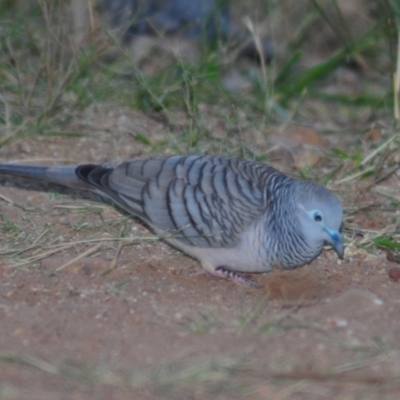 Geopelia placida (Peaceful Dove) at Nullamanna, NSW - 29 Apr 2018 by Harrisi