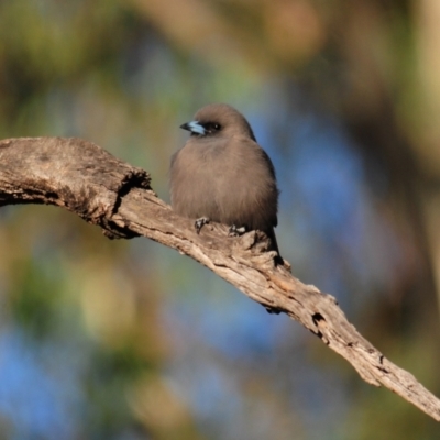 Artamus cyanopterus (Dusky Woodswallow) at Nullamanna, NSW - 30 Apr 2018 by Harrisi