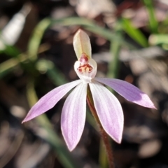 Caladenia fuscata (Dusky Fingers) at Aranda Bushland - 6 Sep 2021 by drakes