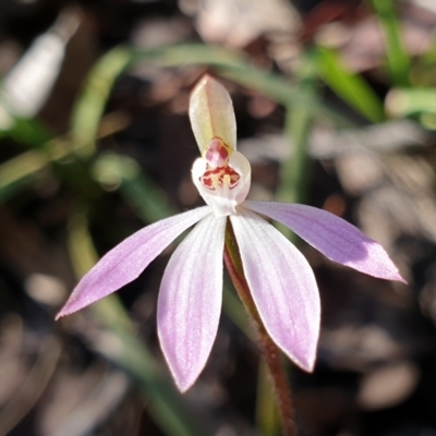 Caladenia fuscata (Dusky Fingers) at Aranda Bushland - 6 Sep 2021 by drakes