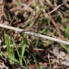 Diplacodes bipunctata (Wandering Percher) at Cook, ACT - 6 Sep 2021 by Tammy