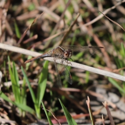 Diplacodes bipunctata (Wandering Percher) at Mount Painter - 6 Sep 2021 by Tammy