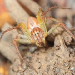 Oxyopes sp. (genus) at North Boambee Valley, NSW - 26 Sep 2018 by Harrisi