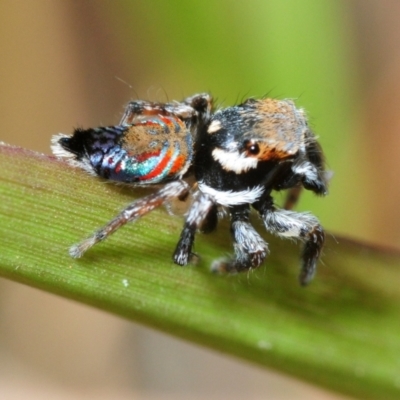 Maratus ottoi (Otto's Peacock Spider) at Mount Cotton, QLD - 24 Sep 2018 by Harrisi