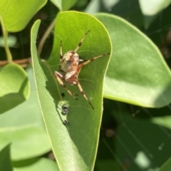 Unidentified Spider at Wanniassa, ACT - 20 Nov 2020 by SandraH