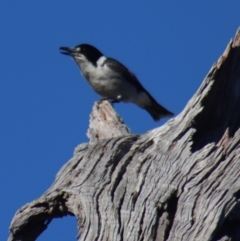 Cracticus torquatus (Grey Butcherbird) at Gundaroo, NSW - 6 Sep 2021 by Gunyijan