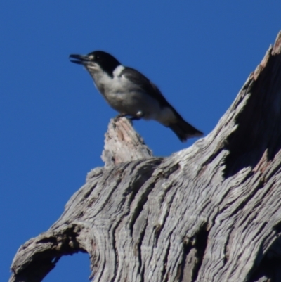 Cracticus torquatus (Grey Butcherbird) at Gundaroo, NSW - 6 Sep 2021 by Gunyijan
