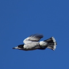 Cracticus torquatus at Gundaroo, NSW - 6 Sep 2021