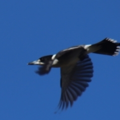 Cracticus torquatus at Gundaroo, NSW - 6 Sep 2021