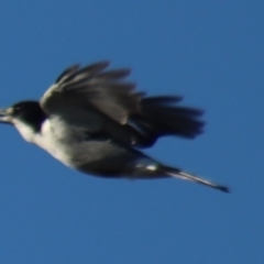 Cracticus torquatus at Gundaroo, NSW - 6 Sep 2021 03:59 PM