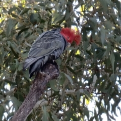 Callocephalon fimbriatum (Gang-gang Cockatoo) at Bruce, ACT - 7 Sep 2021 by jhotchin