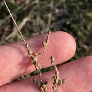 Juncus sp. at Deakin, ACT - 31 Aug 2021