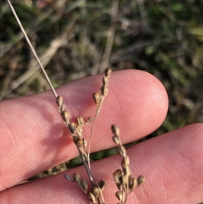 Juncus sp. (A Rush) at Deakin, ACT - 31 Aug 2021 by Tapirlord