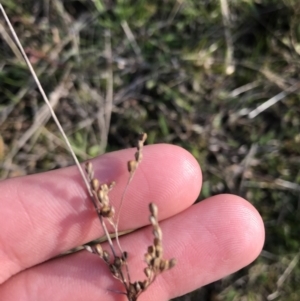 Juncus sp. at Deakin, ACT - 31 Aug 2021