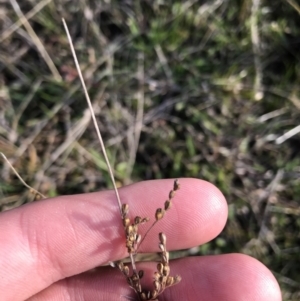 Juncus sp. at Deakin, ACT - 31 Aug 2021