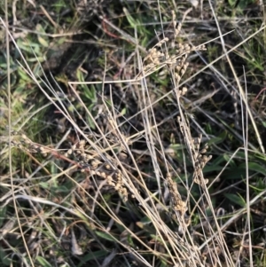 Juncus sp. at Deakin, ACT - 31 Aug 2021