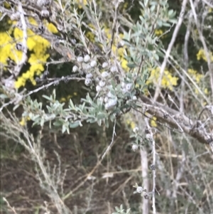 Leptospermum myrtifolium at Deakin, ACT - 31 Aug 2021