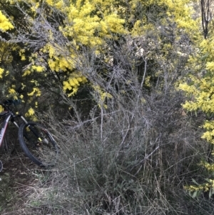 Leptospermum myrtifolium at Deakin, ACT - 31 Aug 2021 04:15 PM