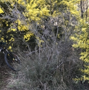 Leptospermum myrtifolium at Deakin, ACT - 31 Aug 2021