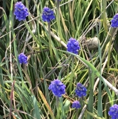 Muscari armeniacum (Grape Hyacinth) at Hughes, ACT - 31 Aug 2021 by Tapirlord