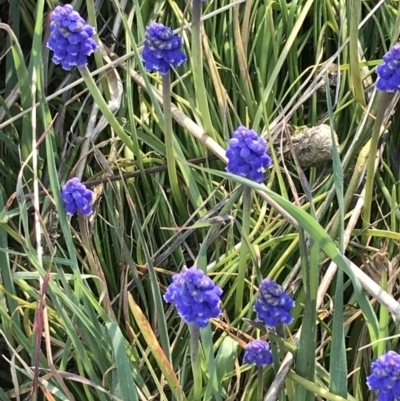 Muscari armeniacum (Grape Hyacinth) at Hughes, ACT - 31 Aug 2021 by Tapirlord