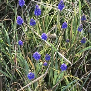 Muscari armeniacum at Hughes, ACT - 31 Aug 2021