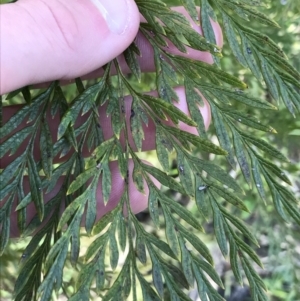 Grevillea robusta at Hughes, ACT - 31 Aug 2021