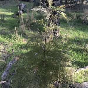 Grevillea robusta at Hughes, ACT - 31 Aug 2021