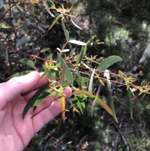 Eucalyptus viminalis at Deakin, ACT - 31 Aug 2021 03:47 PM