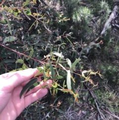 Eucalyptus viminalis at Deakin, ACT - 31 Aug 2021 03:47 PM