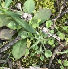 Stuartina muelleri (Spoon Cudweed) at Deakin, ACT - 31 Aug 2021 by Tapirlord