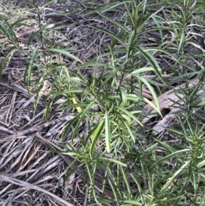 Solanum linearifolium at Deakin, ACT - 31 Aug 2021 03:42 PM