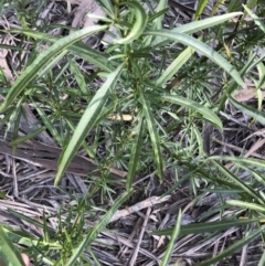 Solanum linearifolium at Deakin, ACT - 31 Aug 2021 03:42 PM