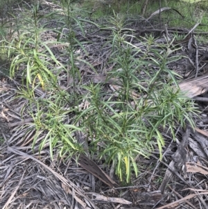 Solanum linearifolium at Deakin, ACT - 31 Aug 2021 03:42 PM