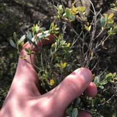 Leptospermum myrtifolium (Myrtle Teatree) at Hughes, ACT - 31 Aug 2021 by Tapirlord