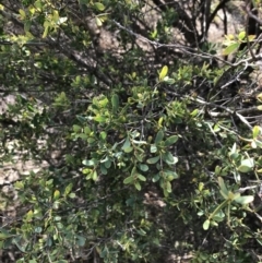 Leptospermum myrtifolium at Hughes, ACT - 31 Aug 2021