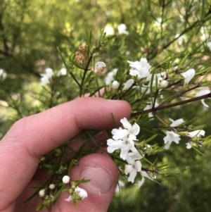 Westringia eremicola at Hughes, ACT - 31 Aug 2021