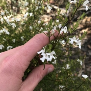 Westringia eremicola at Hughes, ACT - 31 Aug 2021