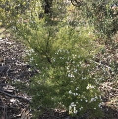 Westringia eremicola at Hughes, ACT - 31 Aug 2021