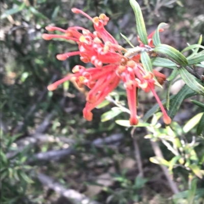 Grevillea sp. (Grevillea) at Hughes, ACT - 31 Aug 2021 by Tapirlord
