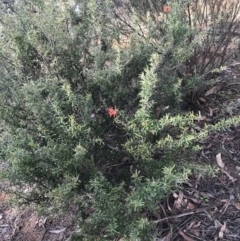 Grevillea sp. at Hughes, ACT - 31 Aug 2021 03:36 PM