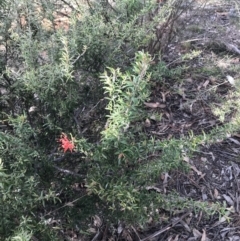 Grevillea sp. at Hughes, ACT - 31 Aug 2021