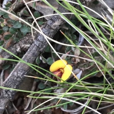 Bossiaea buxifolia (Matted Bossiaea) at Hughes, ACT - 31 Aug 2021 by Tapirlord