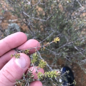 Micromyrtus ciliata at Hughes, ACT - 31 Aug 2021 03:35 PM