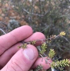 Micromyrtus ciliata at Hughes, ACT - 31 Aug 2021 03:35 PM