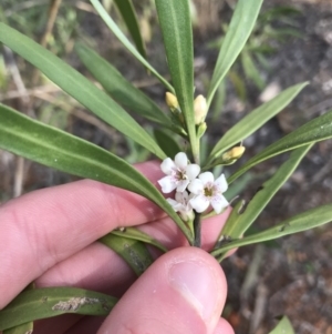 Myoporum montanum at Hughes, ACT - 31 Aug 2021