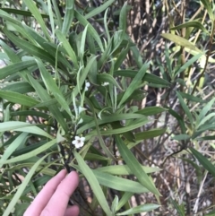 Myoporum montanum at Hughes, ACT - 31 Aug 2021 03:35 PM