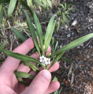 Myoporum montanum at Hughes, ACT - 31 Aug 2021 03:35 PM