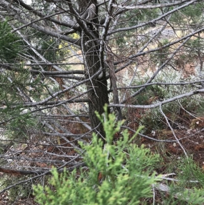 Callitris endlicheri (Black Cypress Pine) at Hughes, ACT - 31 Aug 2021 by Tapirlord