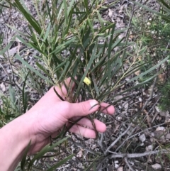 Acacia longifolia subsp. longifolia (Sydney Golden Wattle) at Hughes, ACT - 31 Aug 2021 by Tapirlord